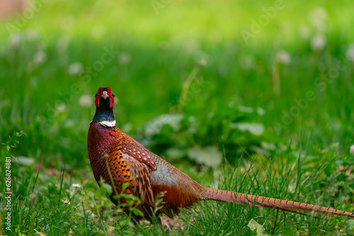 Pheasant on the grass (ID: 626824881)