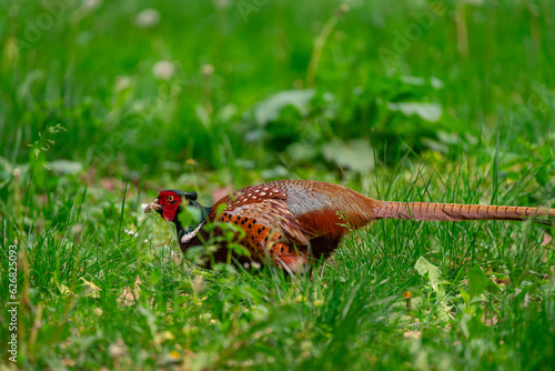 Pheasant on the grass (ID: 626825093)