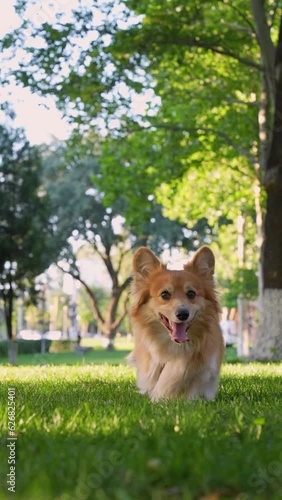 Cheerful corgi dog runs across lawn with his tongue hanging out, a walk in park. A cute low dog runs from mistress towards the camera with his tongue sticking out on the lawn