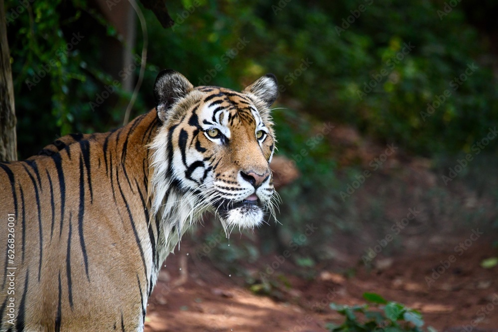 Bengal tiger, Royal bengal tiger in forest. Bengal tiger, Royal bengal tiger in forest.