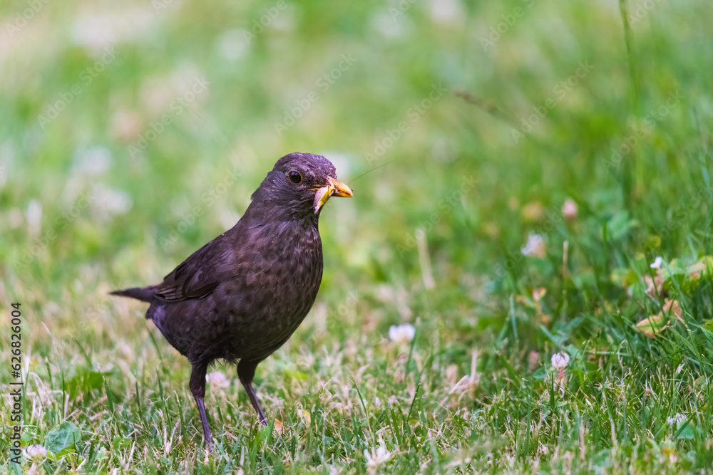 Male blackbird with grubs. Garden bird collecting insect food. Male blackbird with grubs. Garden bird collecting insect food.