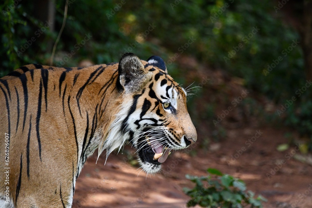 Bengal tiger, Royal bengal tiger in forest.