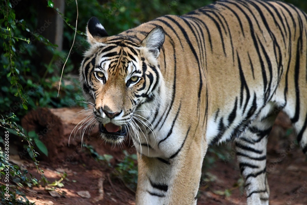 Bengal tiger, Royal bengal tiger in forest.