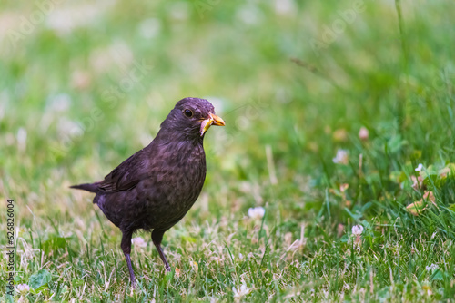 Male blackbird with grubs. Garden bird collecting insect food.