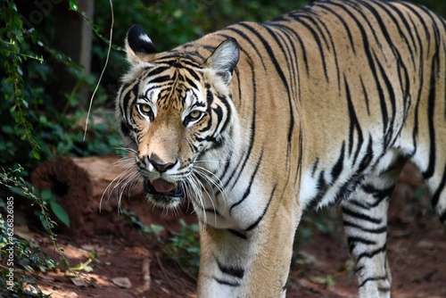 Bengal tiger  Royal bengal tiger in forest.