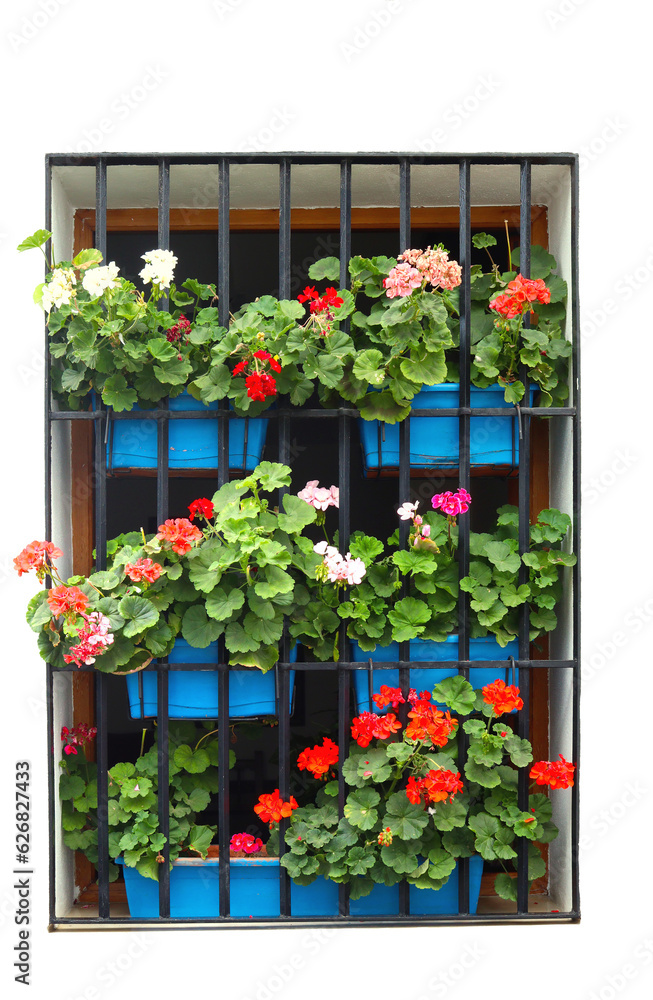 Window completly covered by flowerpots with Pelargonium, typical window decoration in Cordoba, Andalusia, Spain