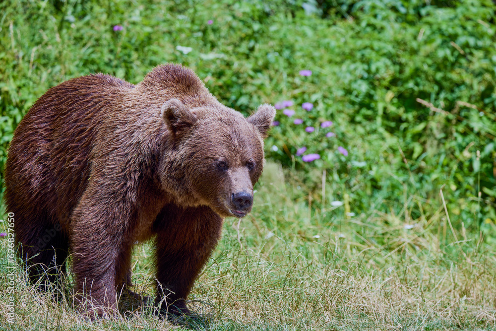 The brown bear Photographed in Transfagarasan, Romania. A place that became famous for the large number of bears. The brown bear Photographed in Transfagarasan, Romania. A place that became famous for the large number of bears.