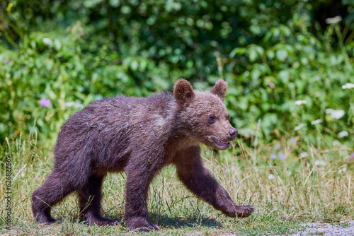 The brown bear Photographed in Transfagarasan  Romania. A place that became famous for the large number of bears.