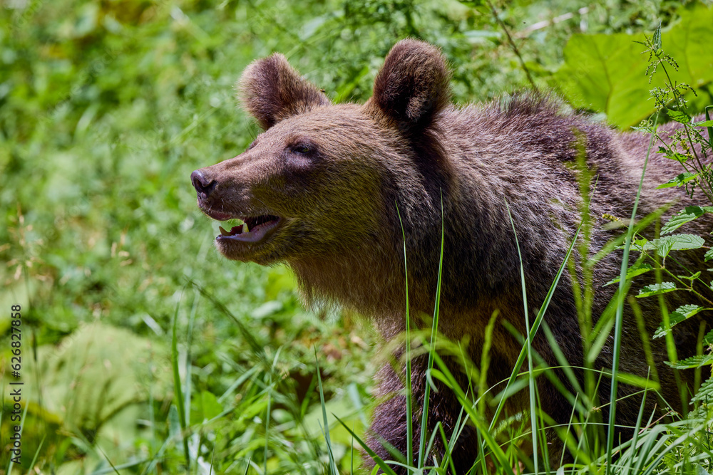 The brown bear Photographed in Transfagarasan, Romania. A place that became famous for the large number of bears.