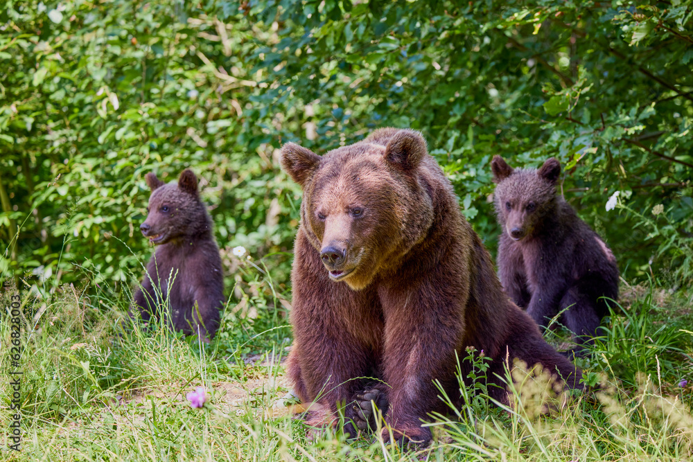 The brown bear Photographed in Transfagarasan, Romania. A place that became famous for the large number of bears.