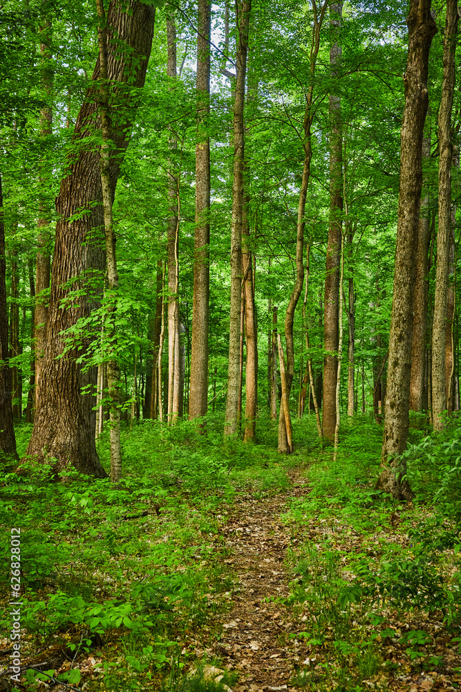 Dirt trail, game trail, path through forest, summer green trees, underbrush, plant life, deer trail Dirt trail, game trail, path through forest, summer green trees, underbrush, plant life, deer trail