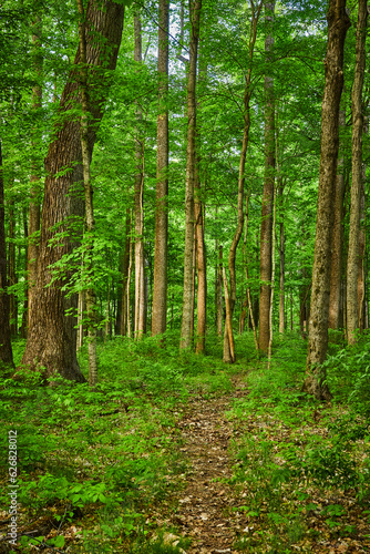 Dirt trail, game trail, path through forest, summer green trees, underbrush, plant life, deer trail