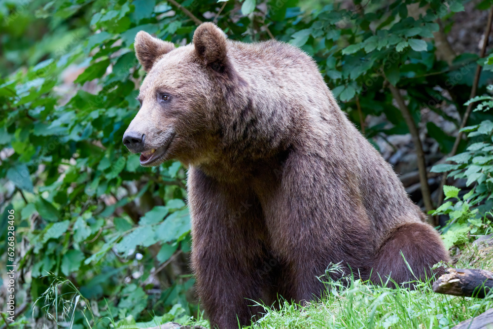 The brown bear Photographed in Transfagarasan, Romania. A place that became famous for the large number of bears. The brown bear Photographed in Transfagarasan, Romania. A place that became famous for the large number of bears.