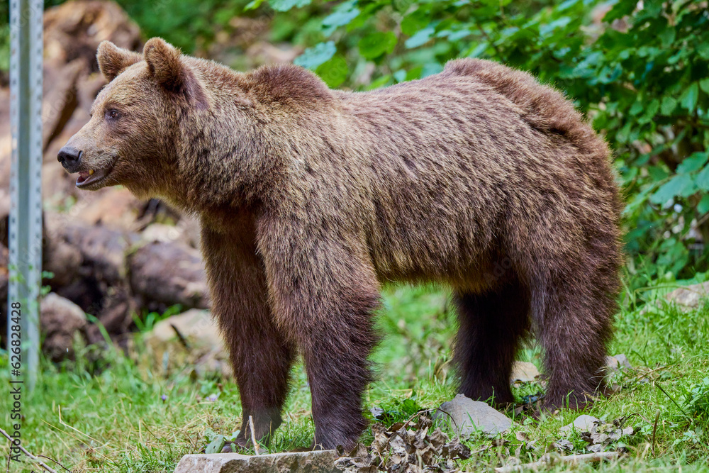 The brown bear Photographed in Transfagarasan, Romania. A place that became famous for the large number of bears. The brown bear Photographed in Transfagarasan, Romania. A place that became famous for the large number of bears.