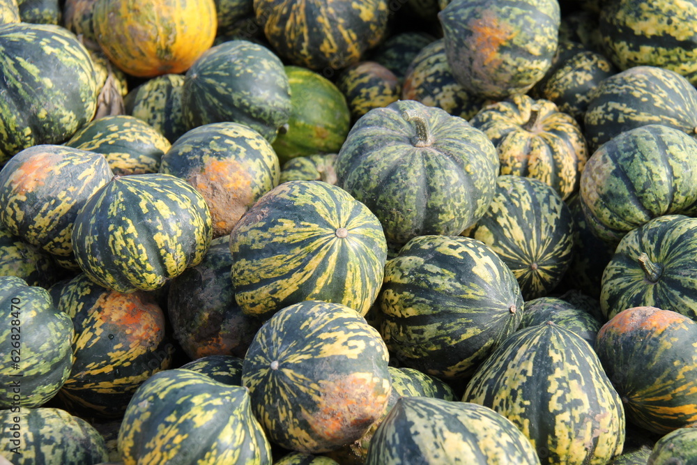 A Display of Freshly Harvested Harlequin Pumpkin Fruiits.