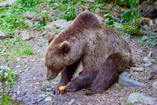 Wallpaper Mural The brown bear Photographed in Transfagarasan, Romania. A place that became famous for the large number of bears. Torontodigital.ca