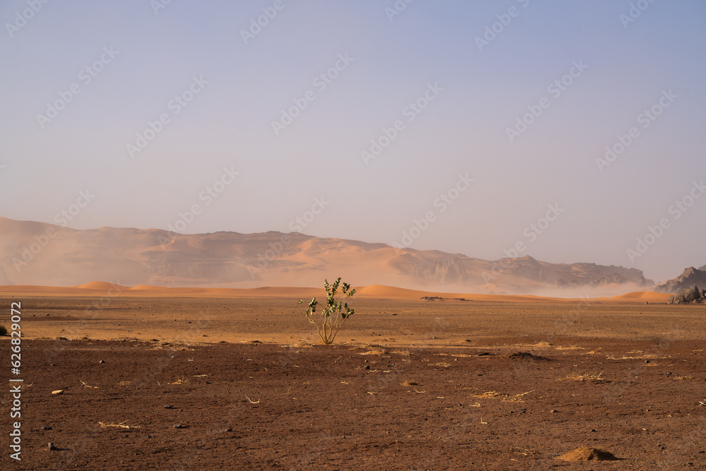 view in the Sahara desert of Tadrart rouge tassili najer in Djanet City ,Algeria.colorful orange sand, rocky mountains view in the Sahara desert of Tadrart rouge tassili najer in Djanet City ,Algeria.colorful orange sand, rocky mountains