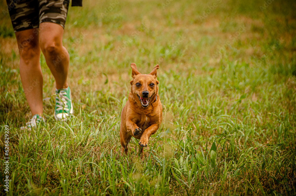 Naklejka premium small brown happy dog playing and running with his female owner