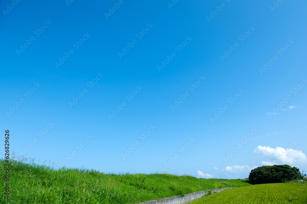 Fototapeta premium 夏休みの土手を散歩
