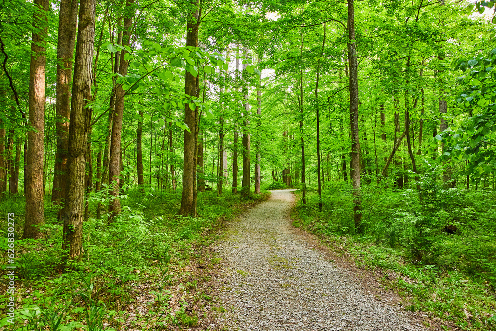 Park with large small stone trail through woods, forest, background asset, winding path