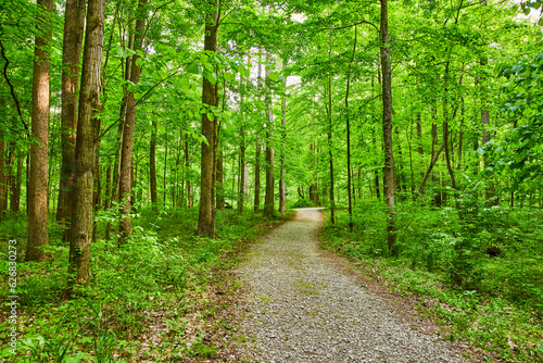 Park with large small stone trail through woods  forest  background asset  winding path