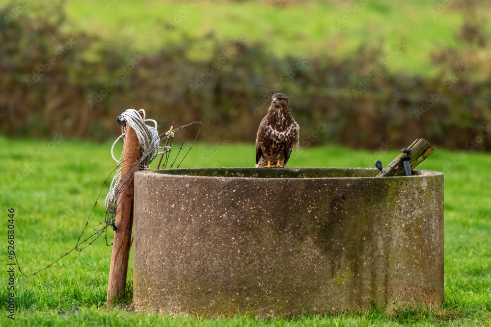 Common buzzard sitting the edge of an old well in a green lawn