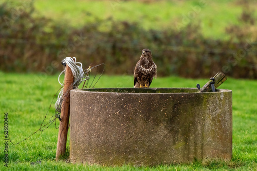 Obraz na płótnie Common buzzard sitting the edge of an old well in a green lawn w salonie