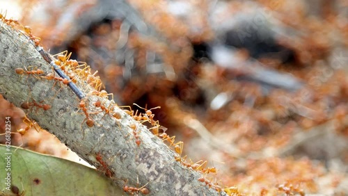 Weaver ants (Oecophylla smaragdina) on a liane carry parts from a dead bird photo