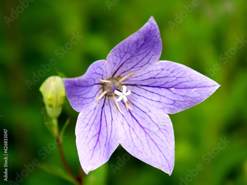 初夏に咲く・ききょうの花