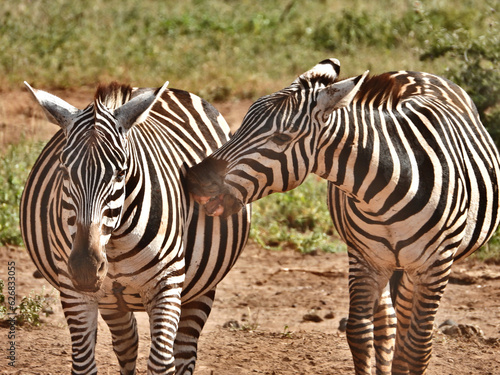 zebra in the wild