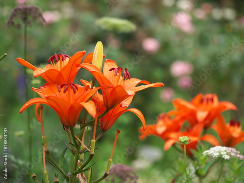 初夏に咲く・ゆりの花
