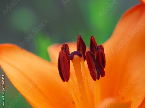 初夏に咲く・ゆりの花