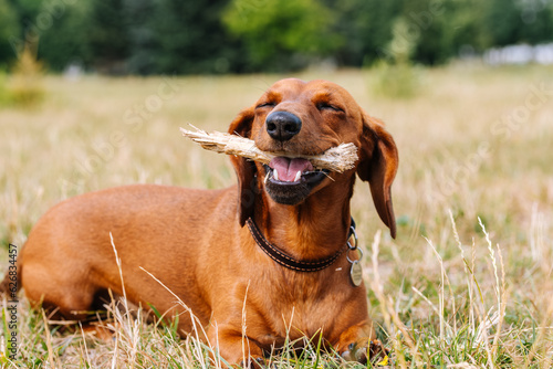 A young smooth red dachshund plays with wood stick on the grass. 