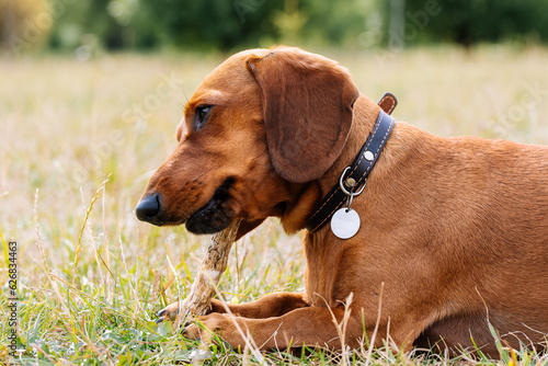 A young smooth red dachshund plays with wood stick on the grass.	