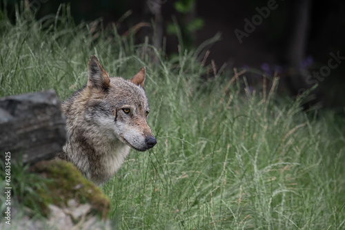 Italian wolf in the forest (Canis lupus italicus) photo