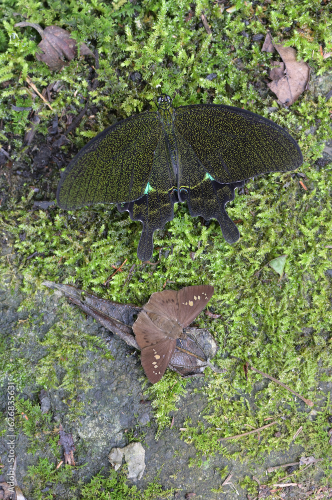 Obraz premium Butterfly from the Taiwan (Papilio bianor)Emerald butterfly 