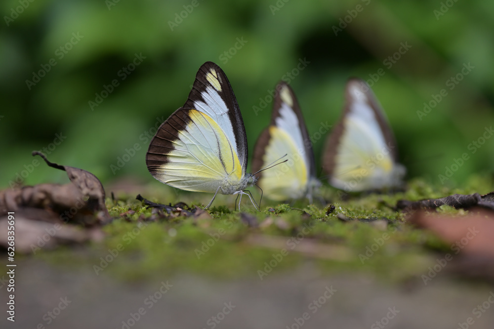 Butterfly from the Taiwan (Appias lyncida)Emerald butterfly Butterfly from the Taiwan (Appias lyncida)Emerald butterfly
