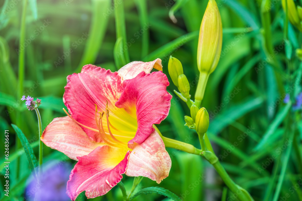 Hippeastrum red flower close up on green leaf background Hippeastrum red flower close up on green leaf background