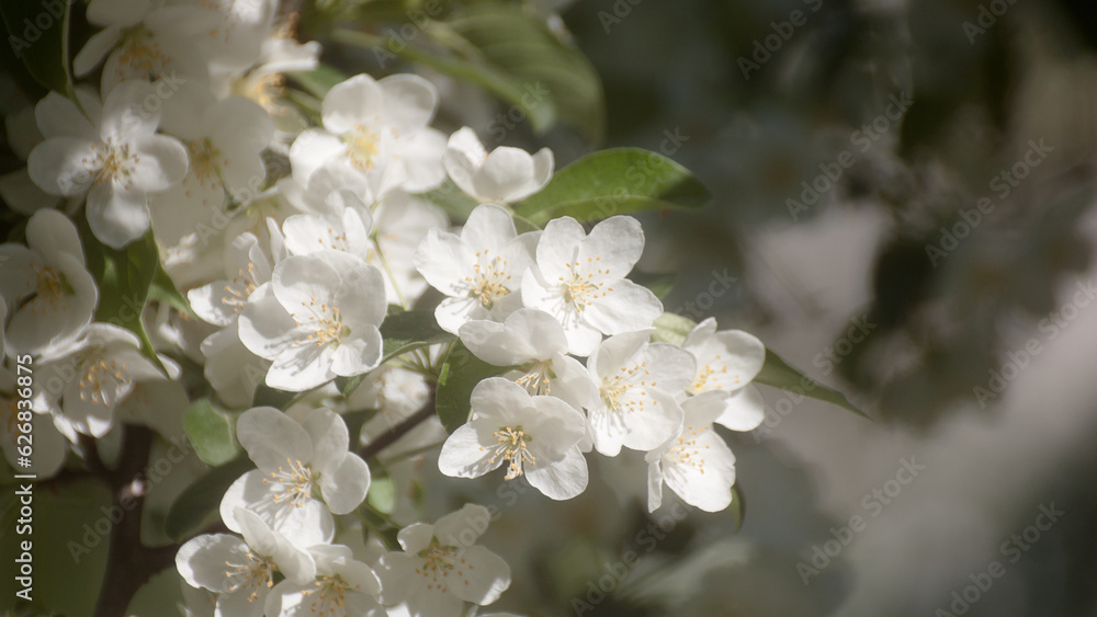 Obraz premium white flowers of a flowering tree in summer