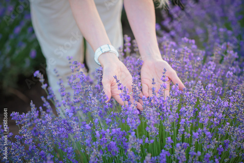 Female hands touching blooming lavender with love. The concept of saving nature and protecting the environment