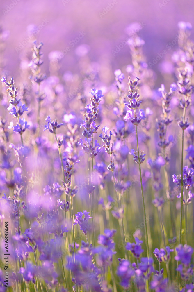 Naklejka premium Blossoming lavender field. Purple lavender flowers with selective focus. Aromatherapy. Concept of natural cosmetics and medicine. Sun glare and foreground blur
