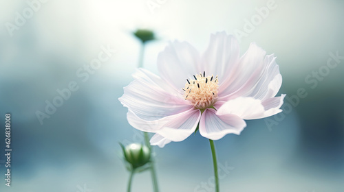 Cosmos flower in the garden with soft focus,vintage style