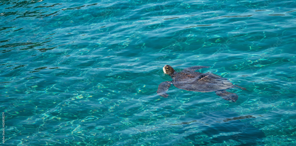 turtle swimming in the sea