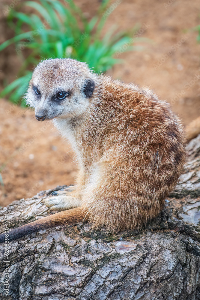 Fototapeta premium Meerkat, Suricata suricatta, on hind legs. Portrait of meerkat standing on hind legs with alert expression. Portrait of a funny meerkat sitting on its hind legs.