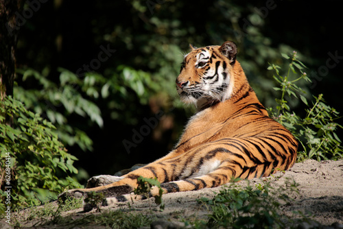 Sumatra-Tiger  Panthera tigris sumatrae  ruht vor Busch