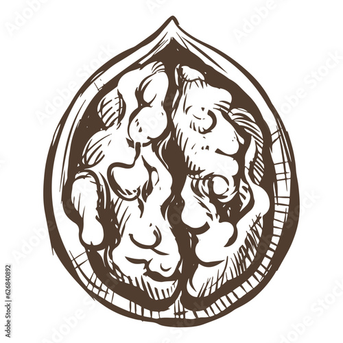Hand-drawn sketch of walnuts vector illustration. Open walnut kernels and shells sketch icons. Fresh organic food. Vegetarian diet snack. Black and white nut pattern. Isolated on white background.
