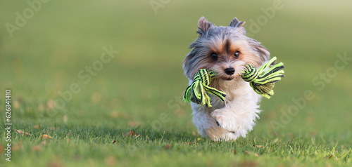 Happy Biewer Yorkshire Terrier dog running in the grass with stick toy for dogs outdoors on a sunny day. Funny puppy playing with dog toy