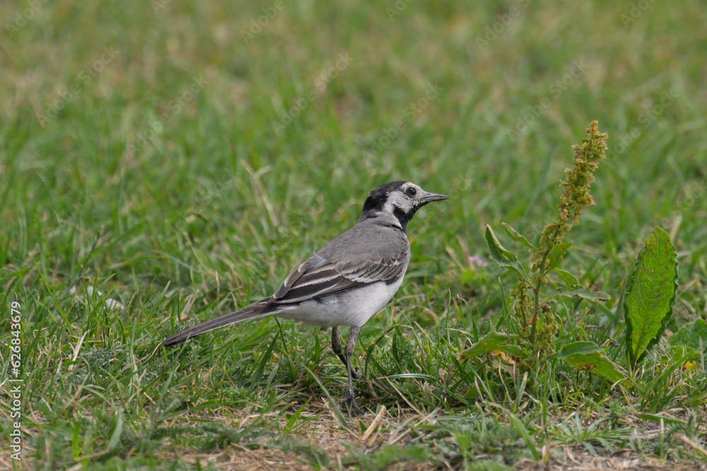 Fototapeta premium Curious White Wagtail