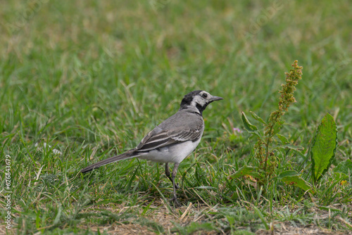 Curious White Wagtail © Onno