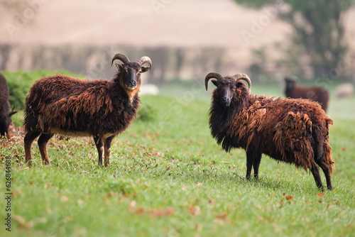 Pretty hebridean sheep and shaggy wool coats photo